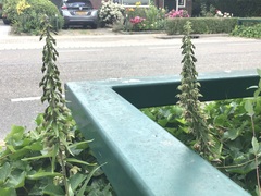 Epipactis helleborine helleborine