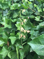 Epipactis helleborine helleborine