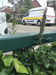 Epipactis helleborine helleborine