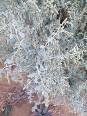 Atriplex nummularia