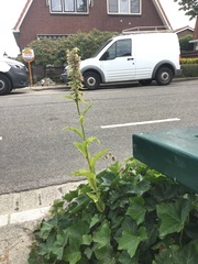 Epipactis helleborine helleborine