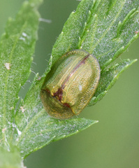 Cassida stigmatica