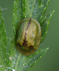 Cassida stigmatica
