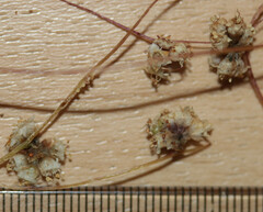 Cuscuta epithymum epithymum