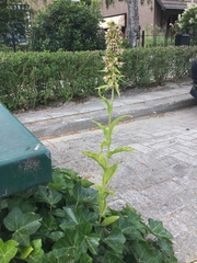 Epipactis helleborine helleborine
