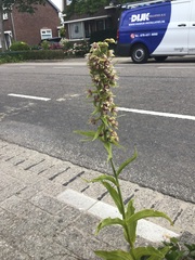 Epipactis helleborine helleborine