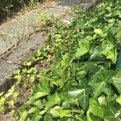 Epipactis helleborine helleborine