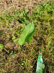Rumex obtusifolius