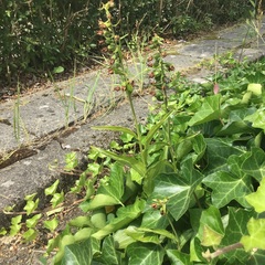 Epipactis helleborine helleborine