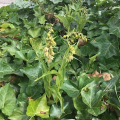 Epipactis helleborine helleborine