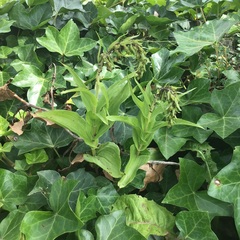 Epipactis helleborine helleborine
