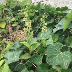 Epipactis helleborine helleborine