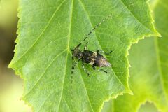 Leiopus linnei
