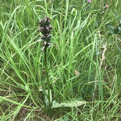 Dactylorhiza × grandis