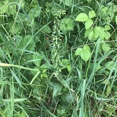 Epipactis helleborine helleborine