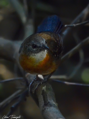 Myrmophylax atrothorax