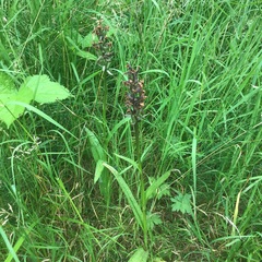 Dactylorhiza × grandis