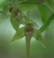 Epipactis leptochila