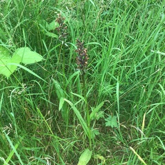 Dactylorhiza × grandis