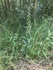 Epipactis helleborine helleborine