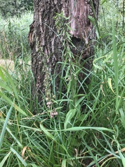 Epipactis helleborine helleborine
