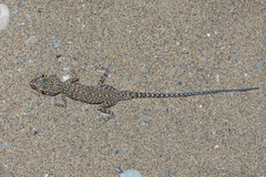 Crossobamon eversmanni