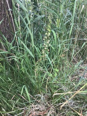 Epipactis helleborine helleborine
