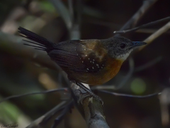 Myrmophylax atrothorax