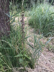 Epipactis helleborine helleborine