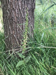 Epipactis helleborine helleborine