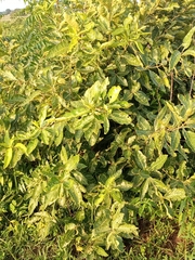 Magnoliopsida