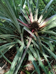 Bromelia karatas