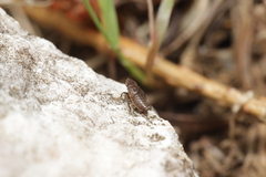 Errhomenus brachypterus