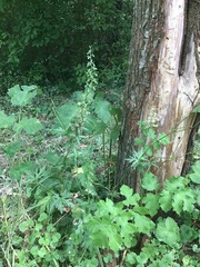 Epipactis helleborine helleborine