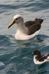 Buller's Albatross photo 3