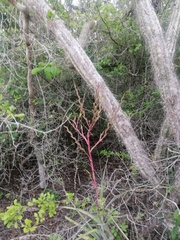 Tillandsia huamelulaensis