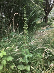 Epipactis helleborine helleborine