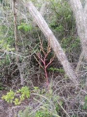 Tillandsia huamelulaensis