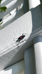 Purpuricenus humeralis