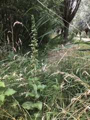 Epipactis helleborine helleborine