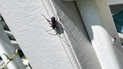 Purpuricenus humeralis