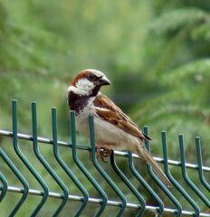Passer domesticus