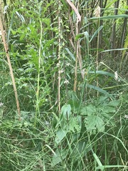 Epipactis helleborine helleborine