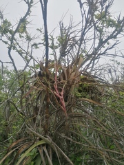 Tillandsia huamelulaensis