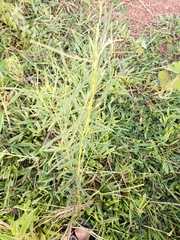 Angiospermae