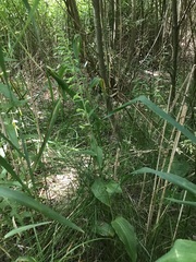 Epipactis helleborine helleborine