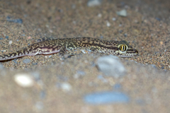 Crossobamon eversmanni