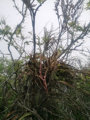 Tillandsia huamelulaensis
