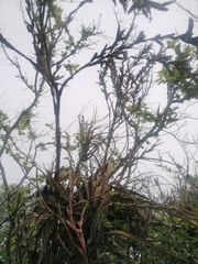 Tillandsia huamelulaensis