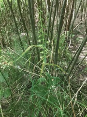 Epipactis helleborine helleborine